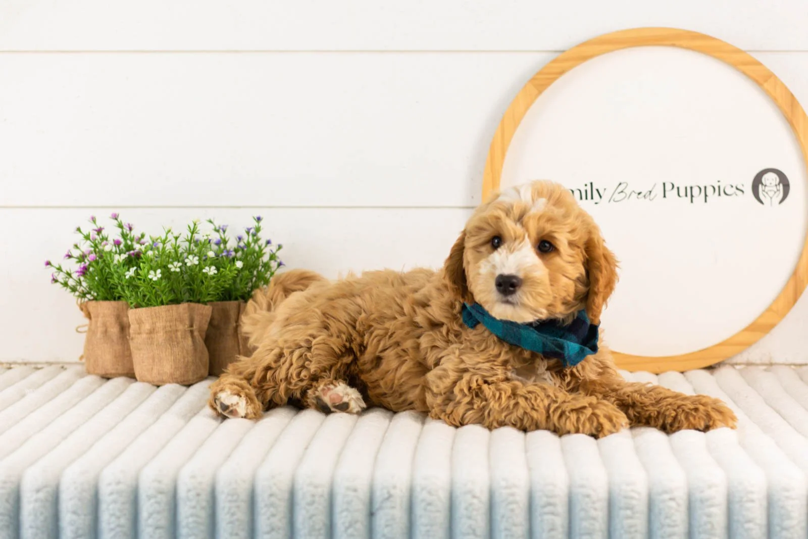 mathew goldendoodle for sale..jpg