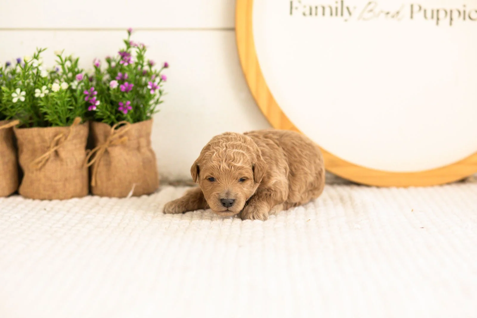Fin Goldendoodle for sale(2).jpg