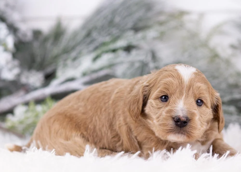 Elphaba goldendoodle for sale(2).jpg