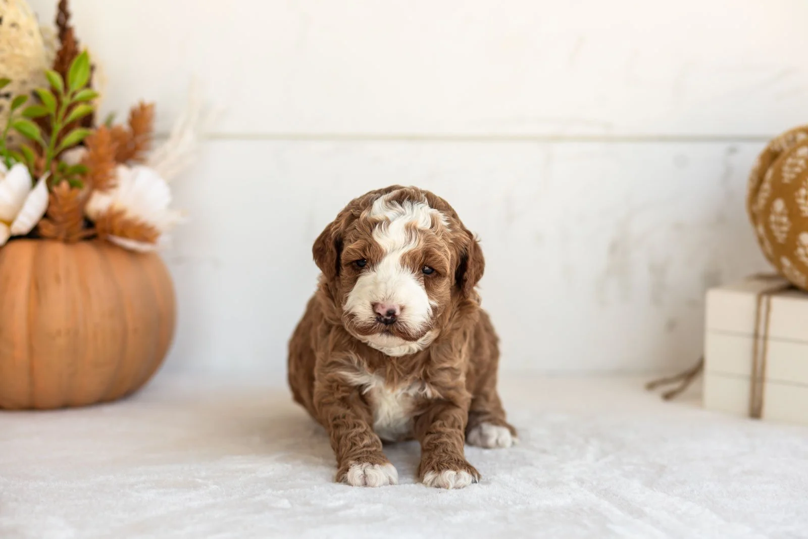Newton goldendoodle for sale 3.jpg