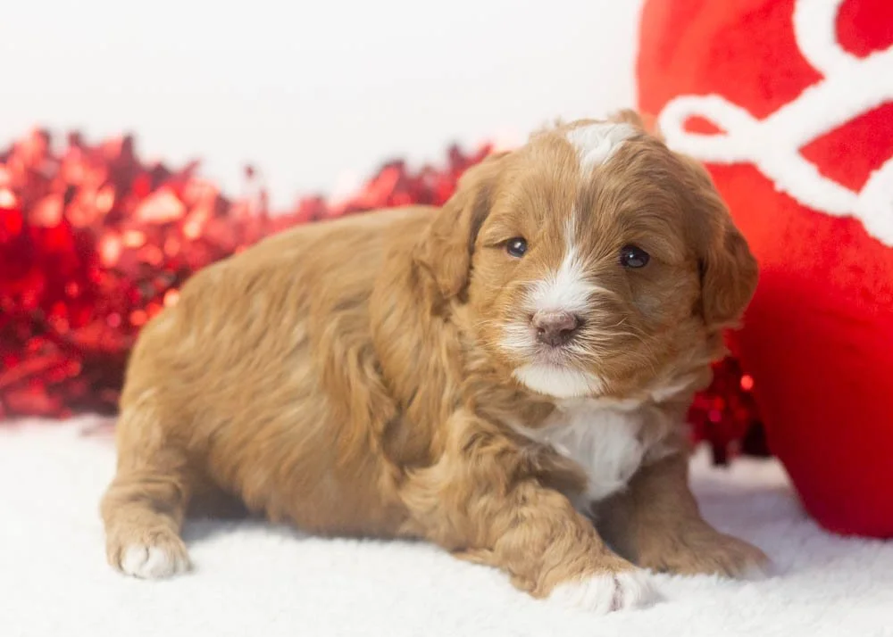 Princess goldendoodle for sale(2).jpg