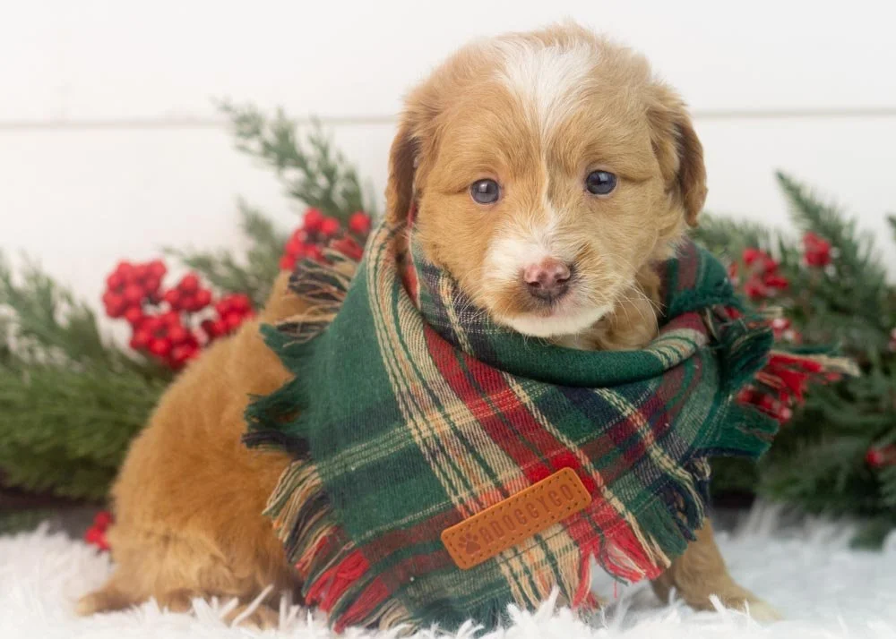 Rhett goldendoodle for sale..jpg