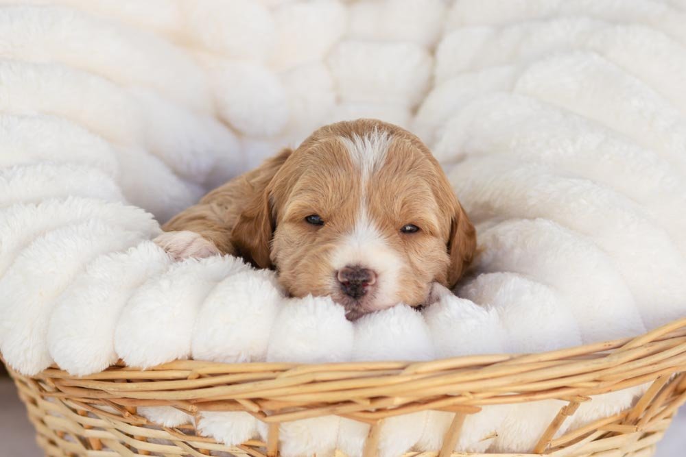 cranberry goldendoodle for sale.jpg
