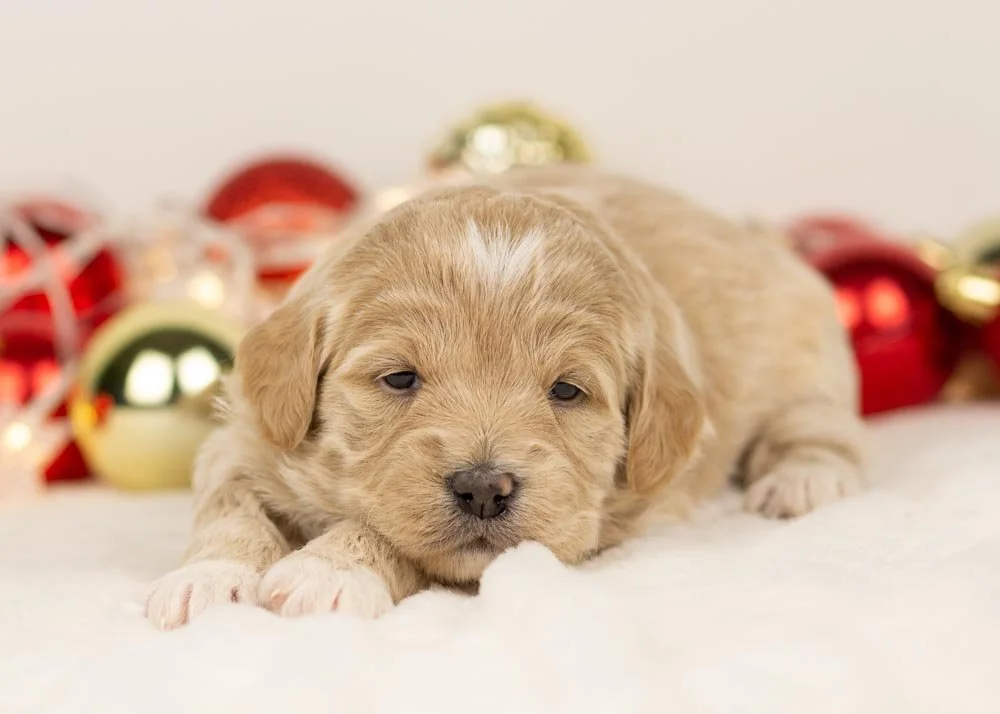 Sky goldendoodle for sale.jpg