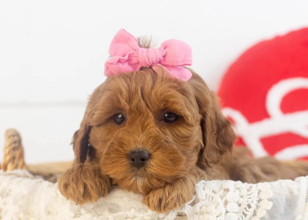 goldendoodle for sale