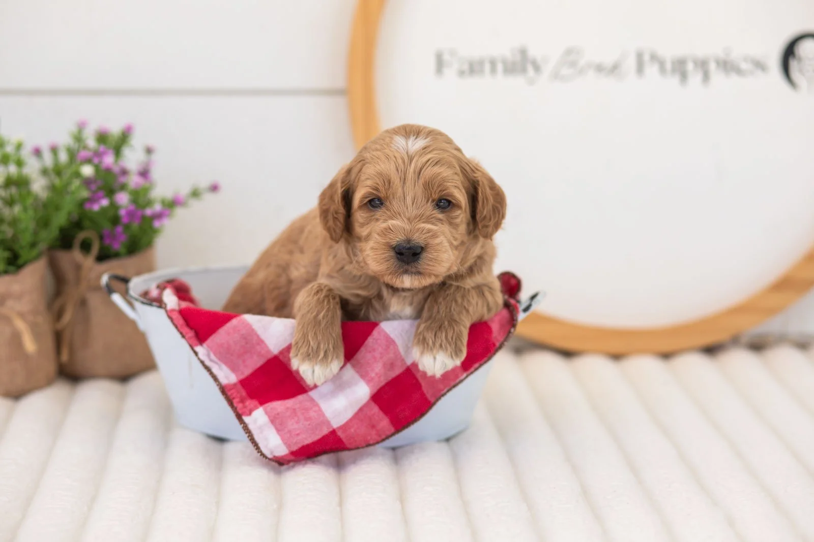 mason goldendoodle for sale(4).jpg