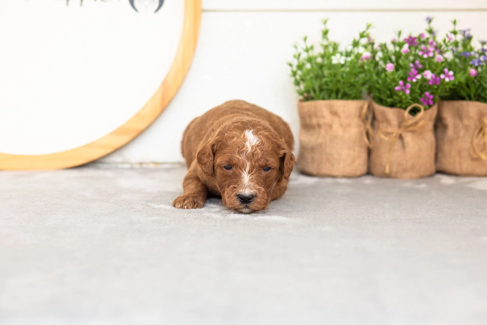 Pika goldendoodle for sale(2).jpg
