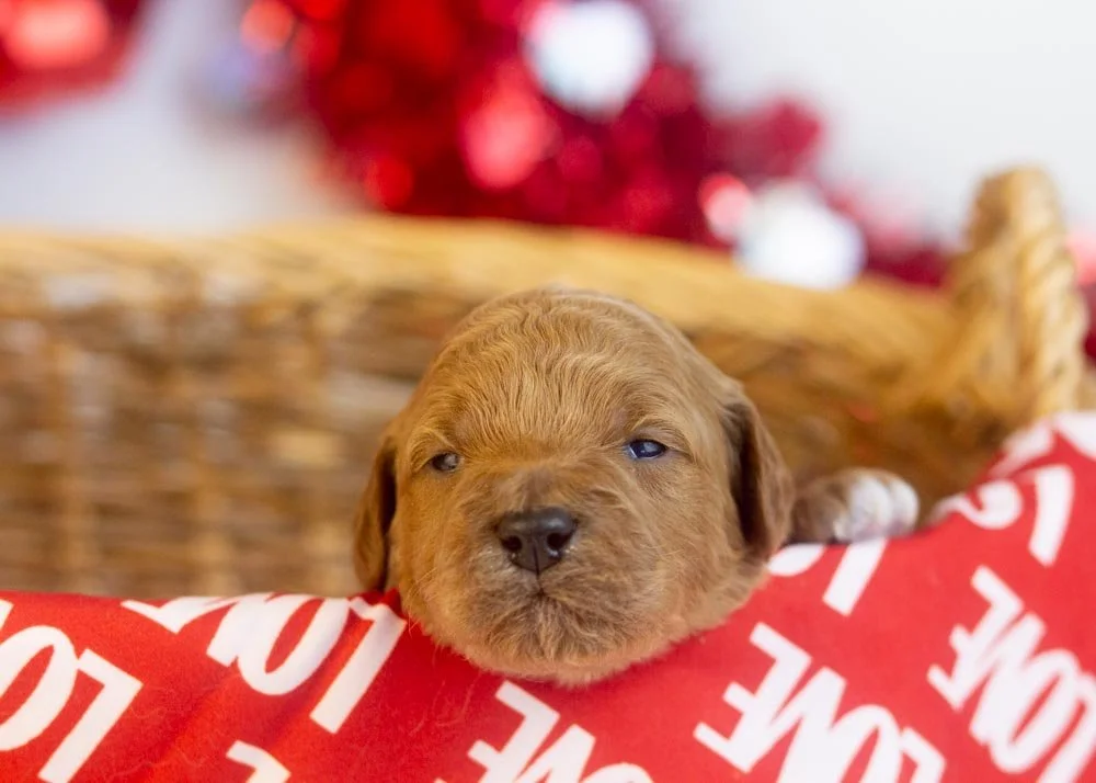 Ram goldendoodle for sale.jpg
