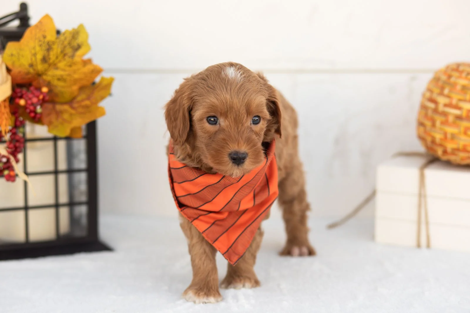 Josiah goldendoodle for sale 3.jpg
