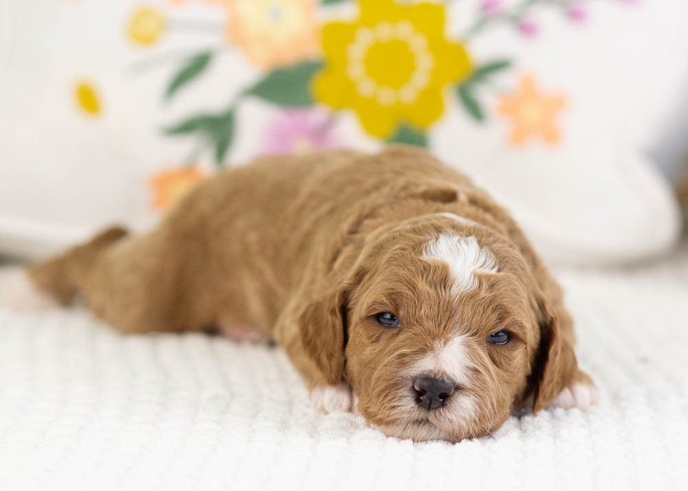 forest goldendoodle for sale.jpg