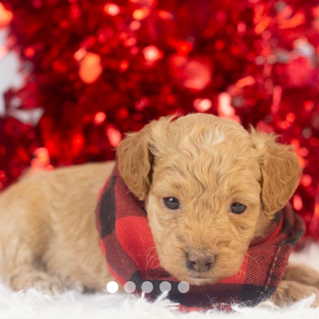 Copy of FBP Design.png