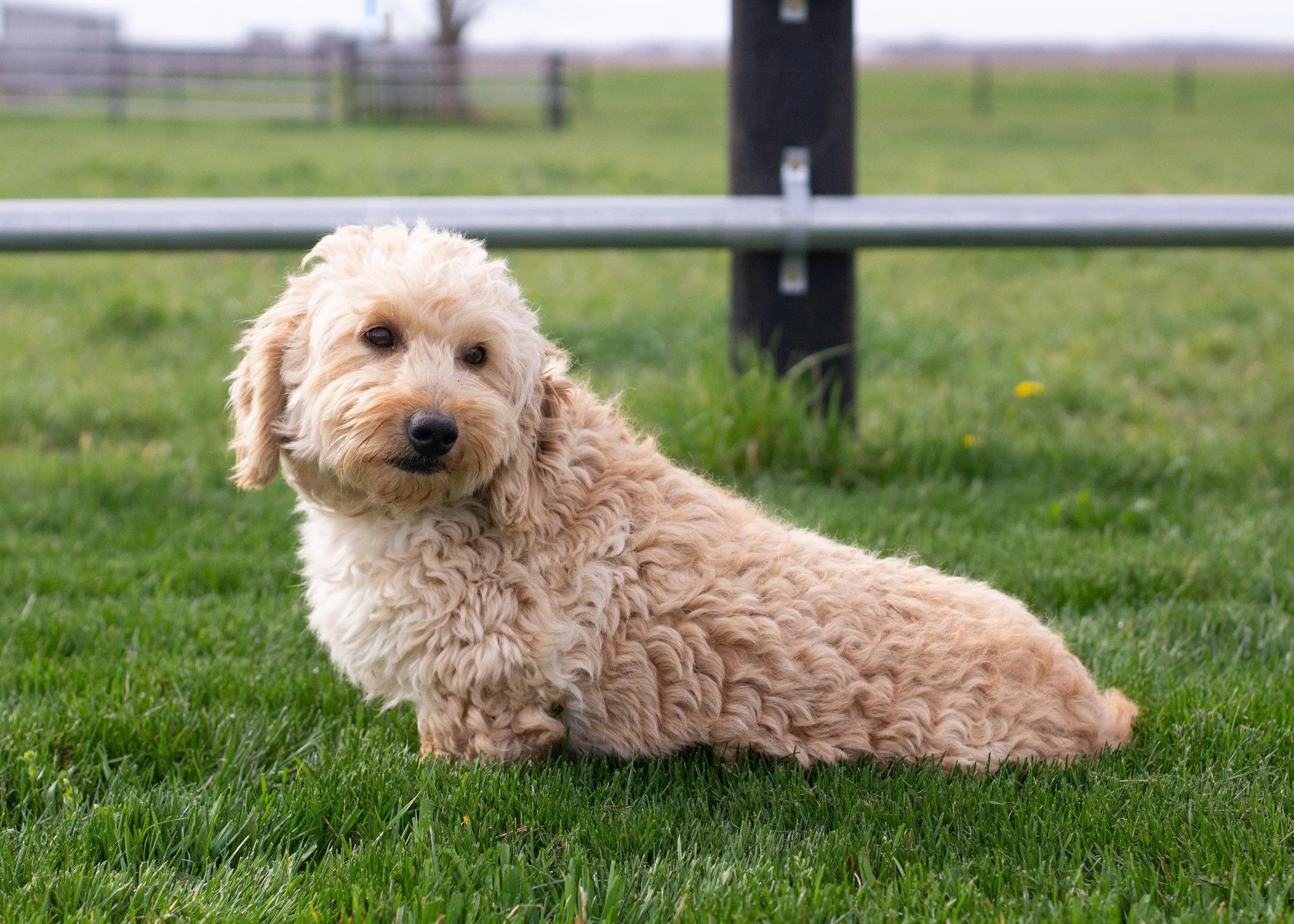 mom goldendoodle