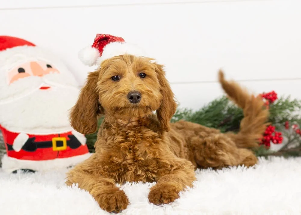 Tee goldendoodle for sale(2).jpg