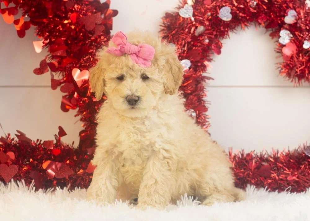 Darling goldendoodle for sale.jpg