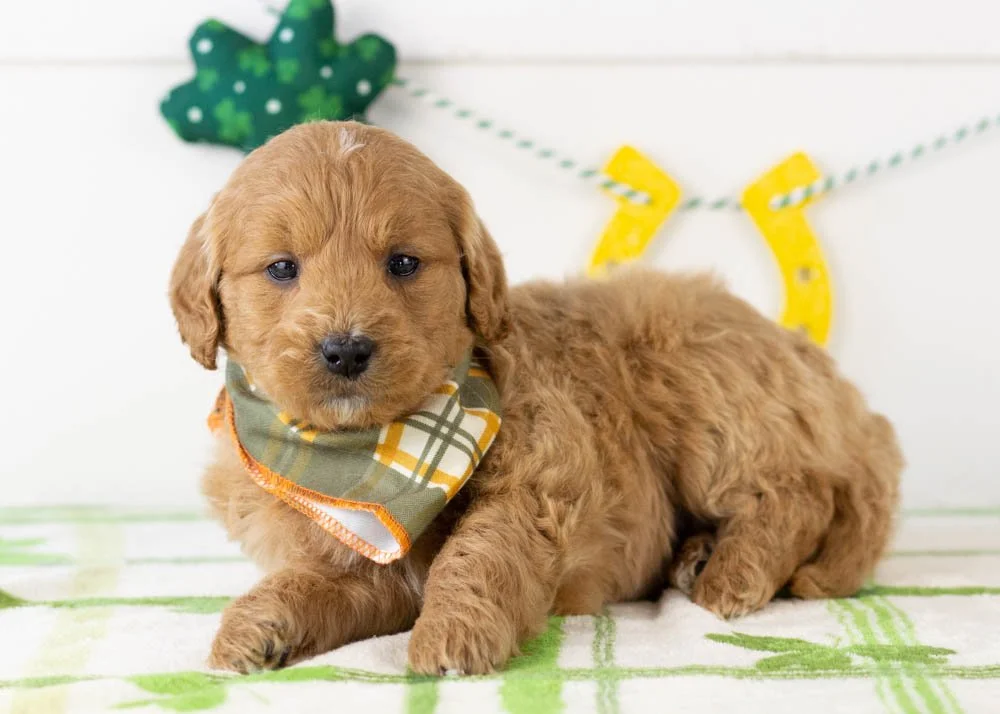 Americano goldendoodle for sale(3).jpg