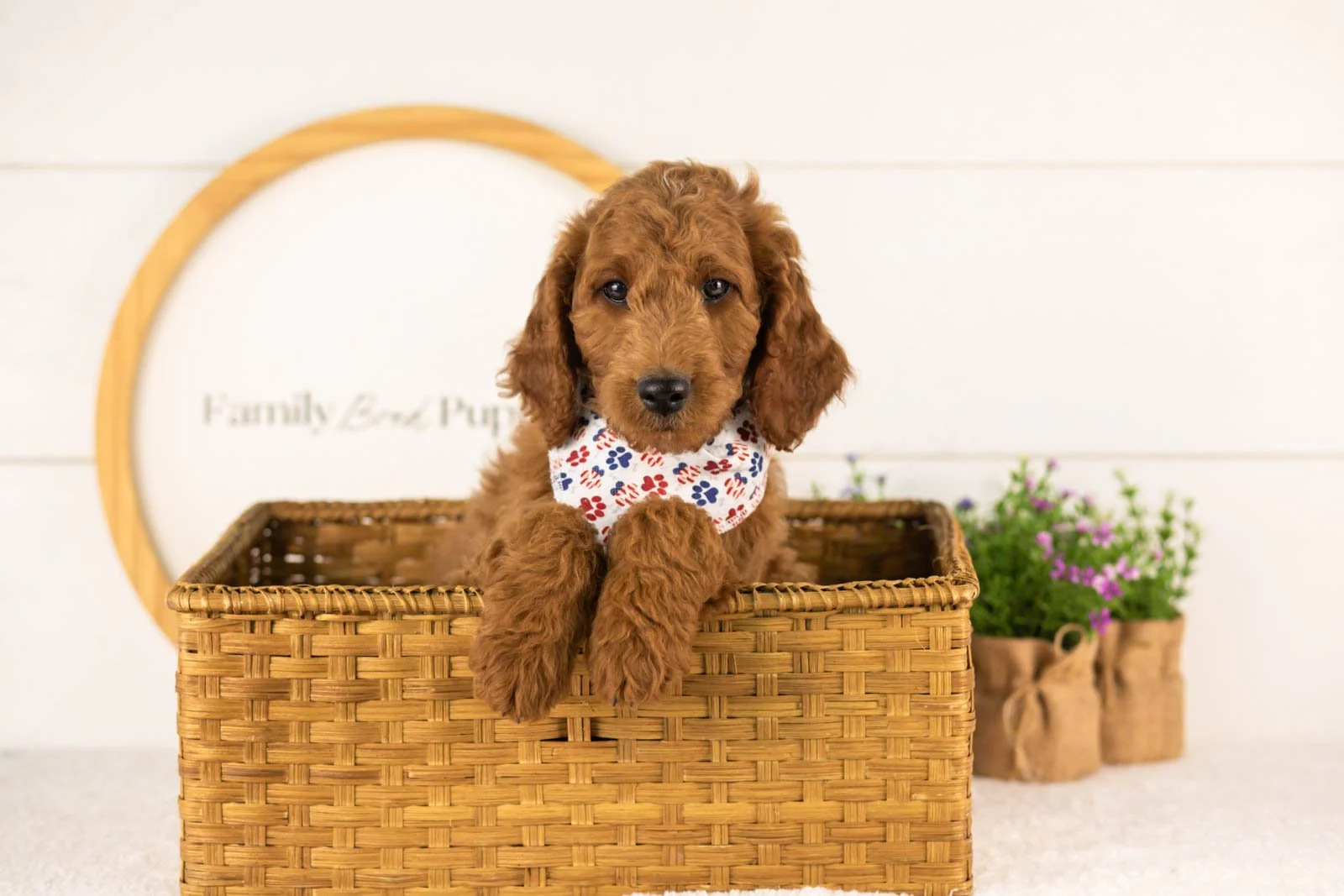 Zion goldendoodle for sale(3).jpg