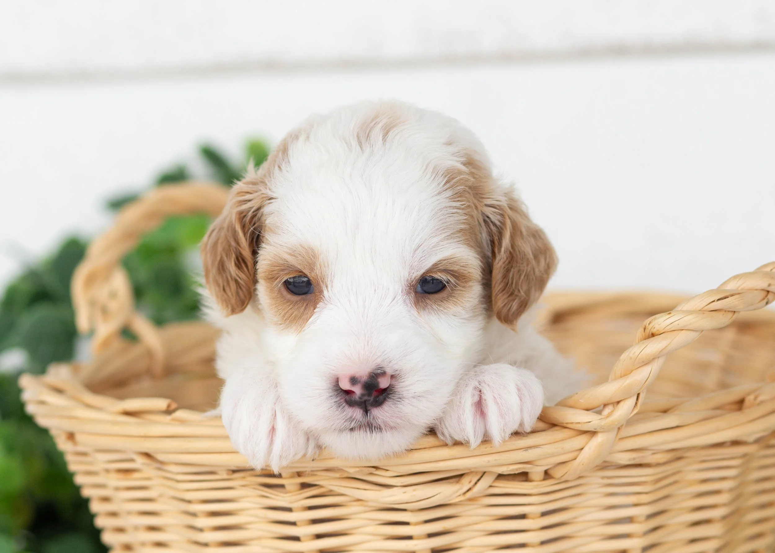 Marley goldendoodle for sale3.jpg