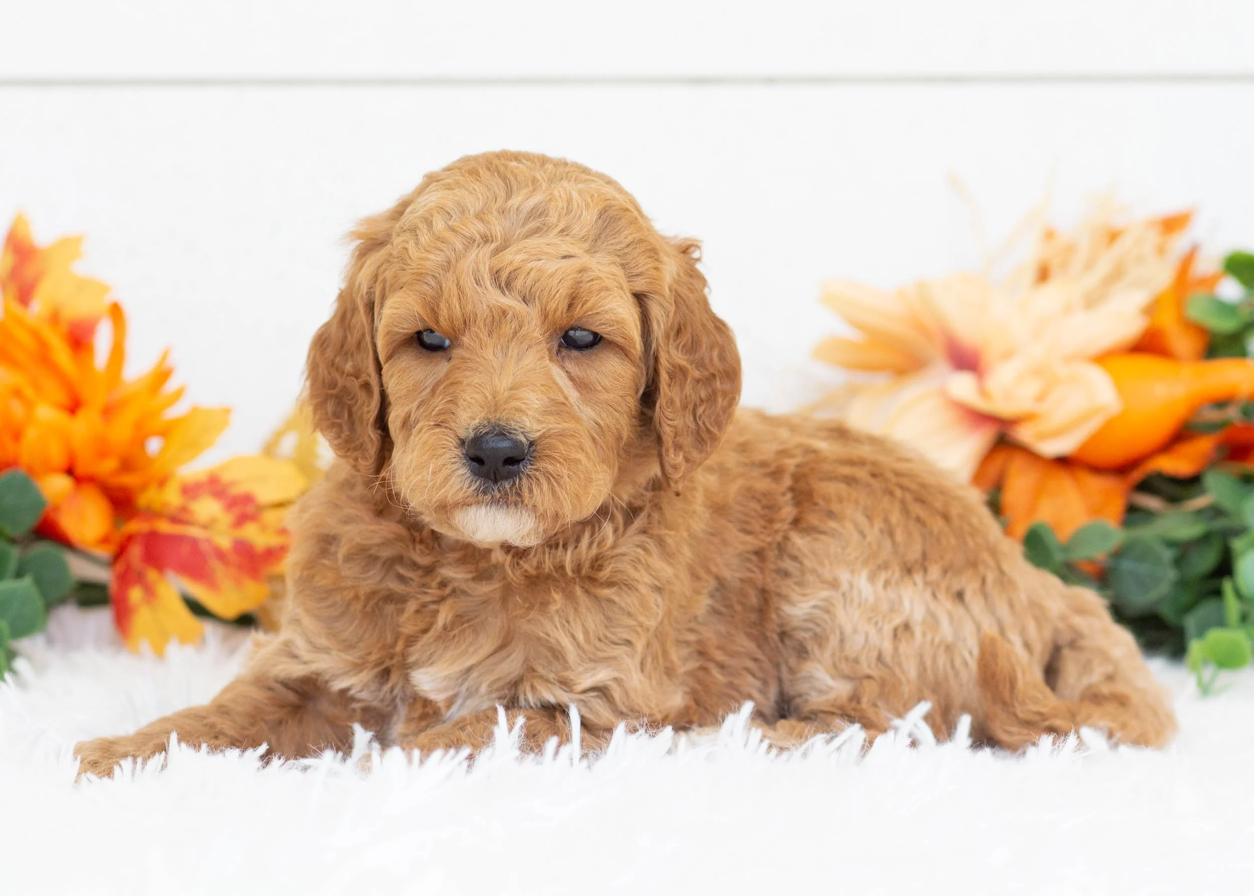 english goldendoodle golden red doodle