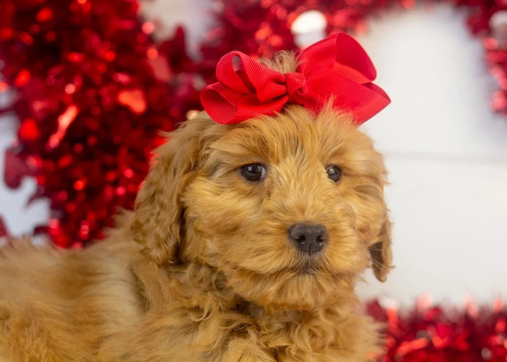 Lynx goldendoodle for sale(2).jpg