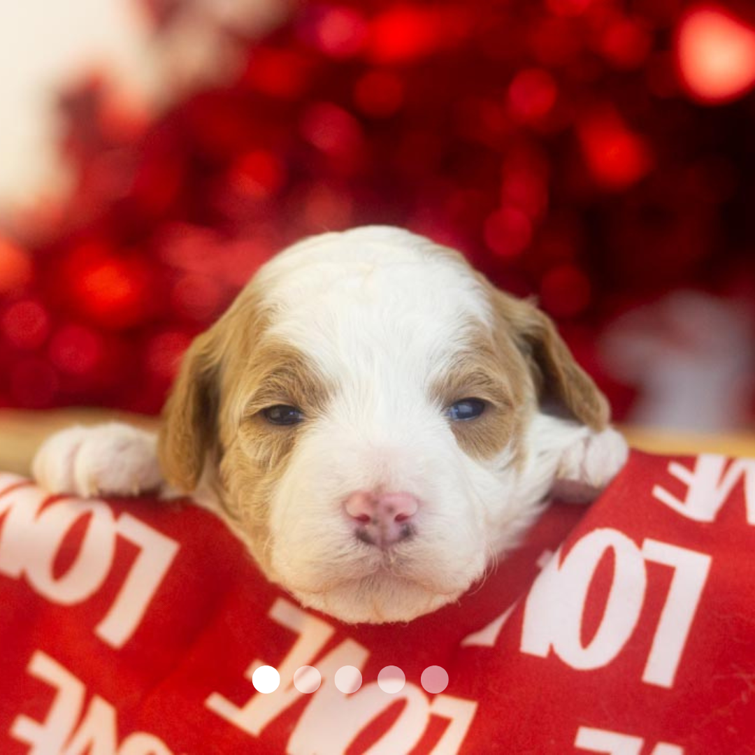 Copy of FBP Design.png