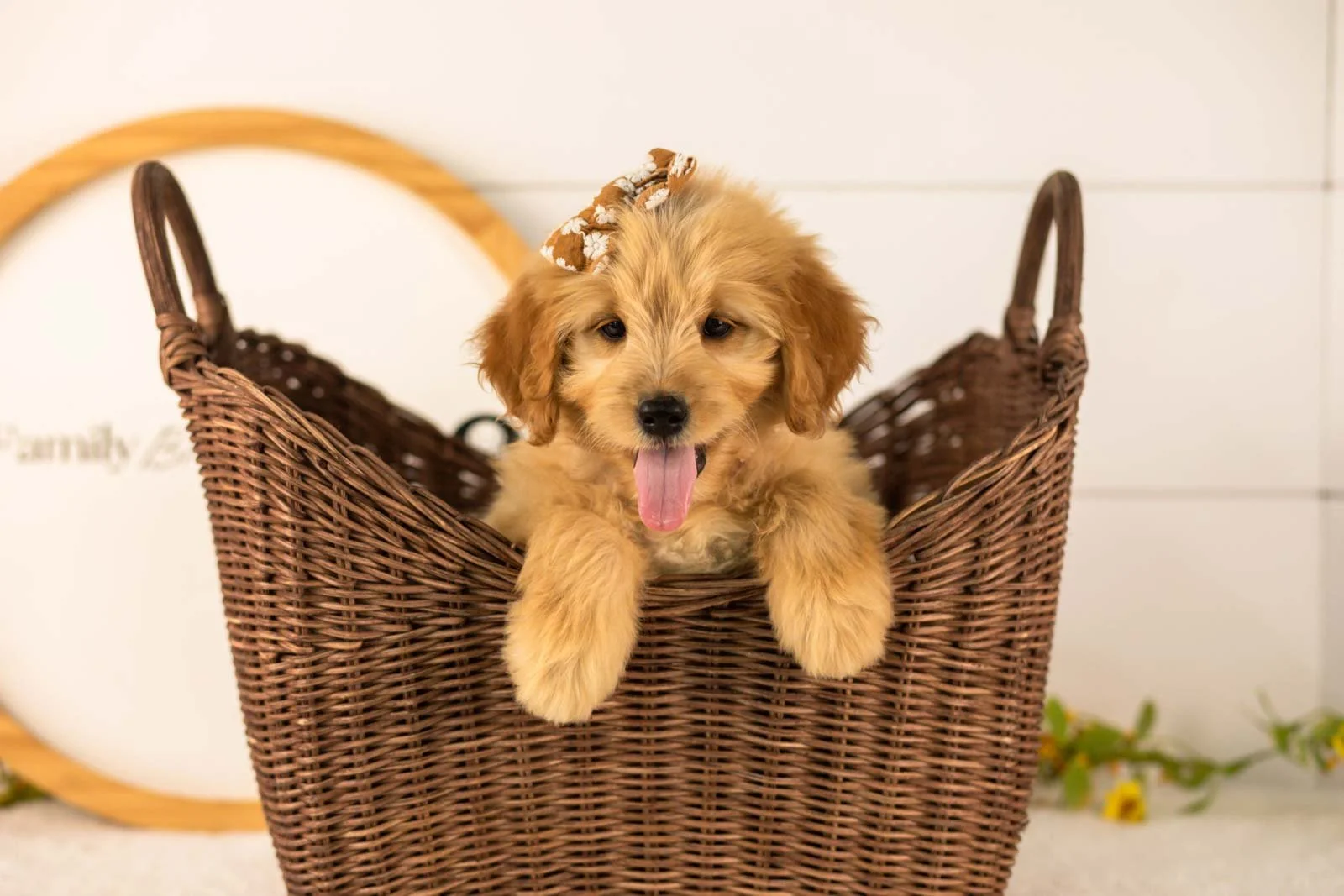 Eva goldendoodle for sale(3).jpg