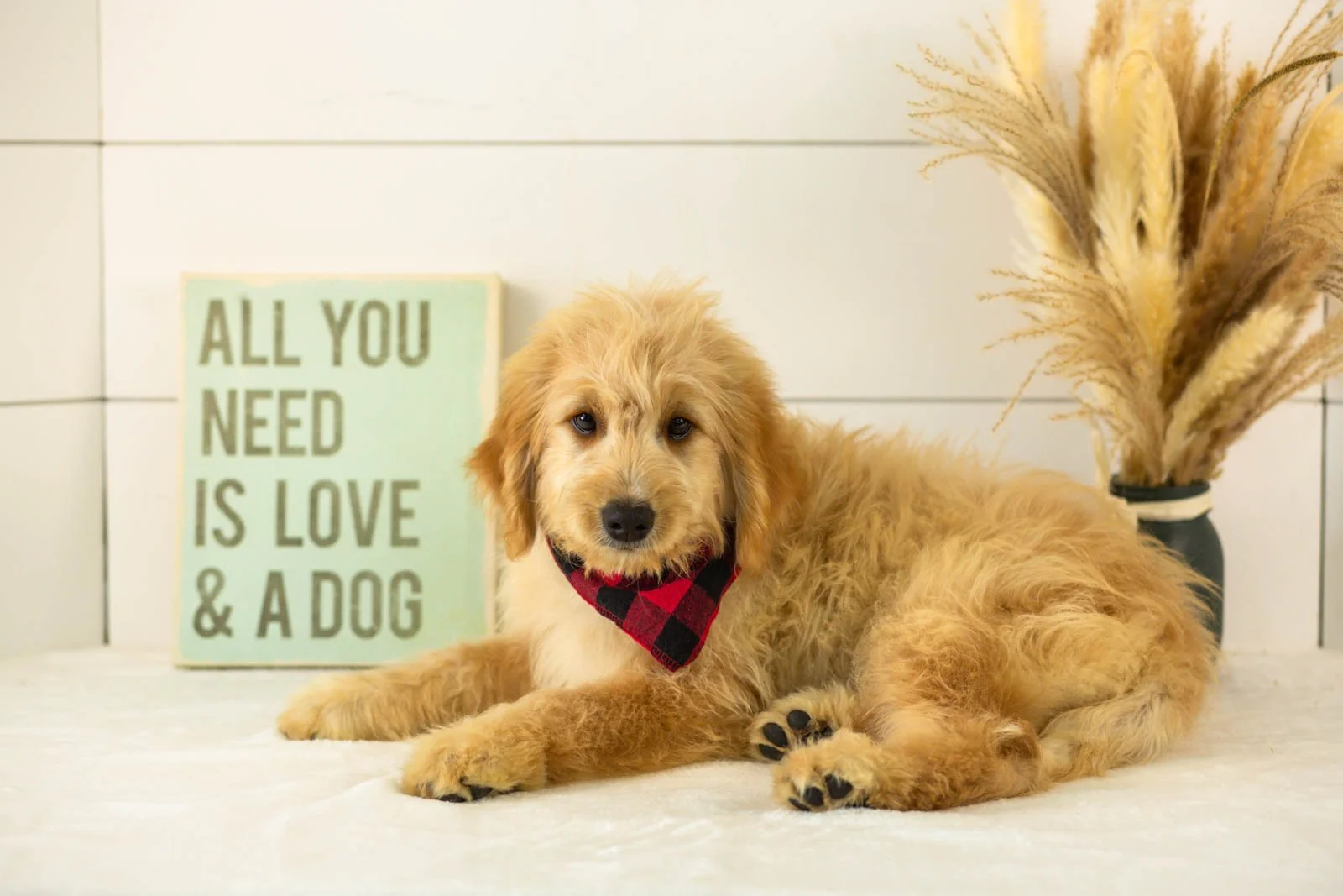 Ezra goldendoodle for sale.jpg