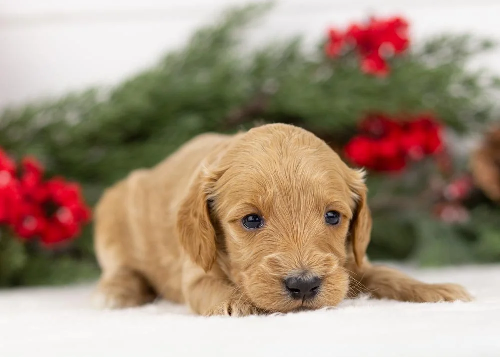 Pacer goldendoodle for sale(1).jpg