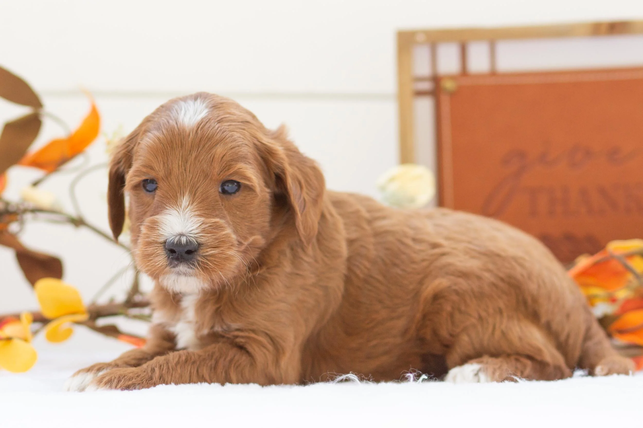 squash goldendoodle for sale(2).jpg