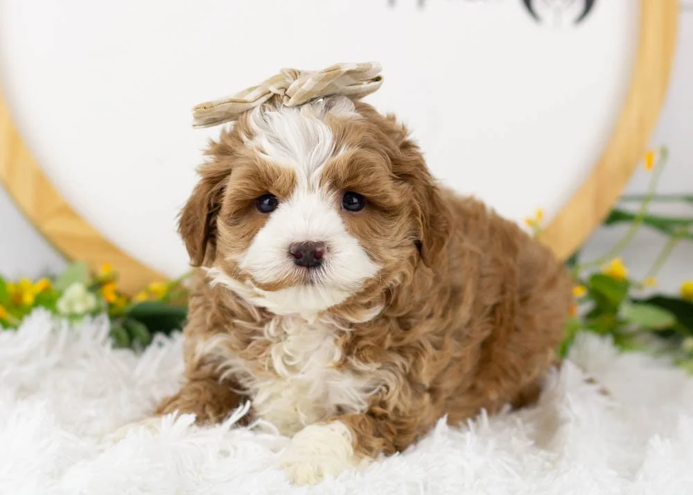 Violet goldendoodle for sale.jpg