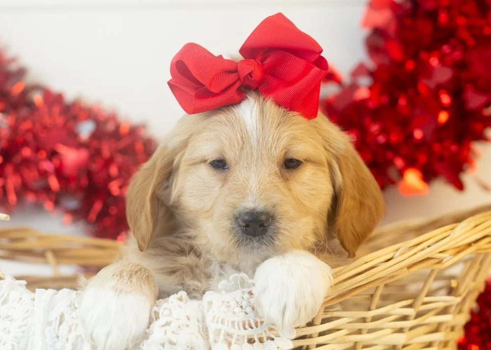 goldendoodle for sale