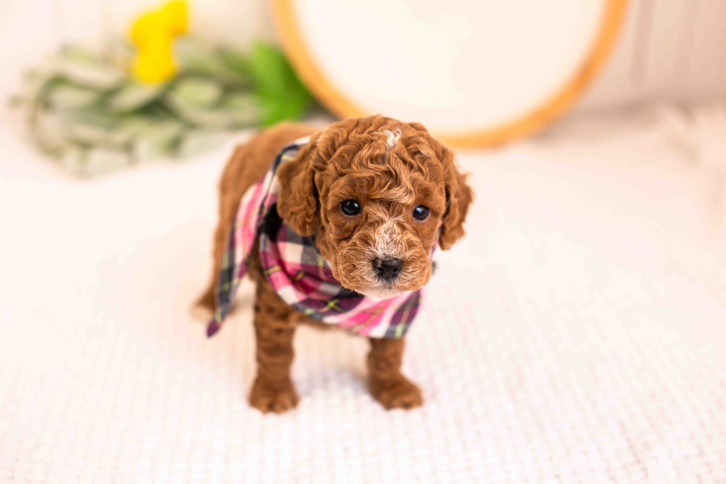miles goldendoodle for sale.jpg