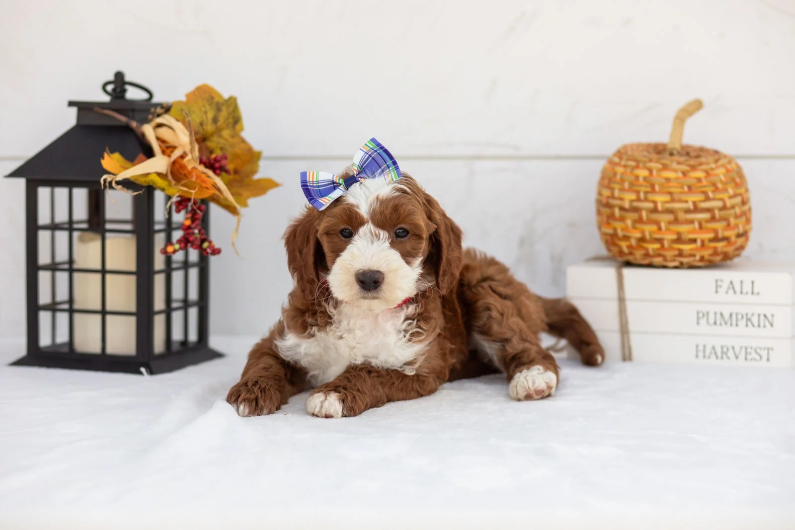 Ruffian goldendoodle for sale 5.jpg