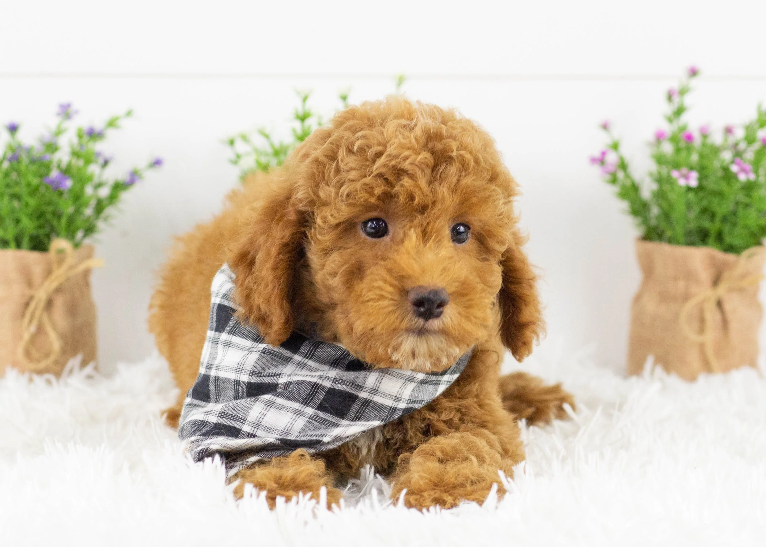 Maxwell goldendoodle for sale(1).jpg