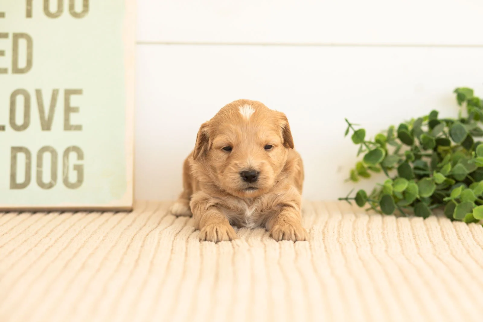 Amber goldendoodle for sale(4).jpg