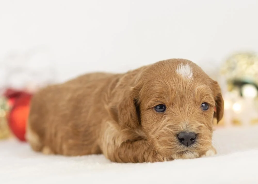Boone goldendoodle for sale(3).jpg