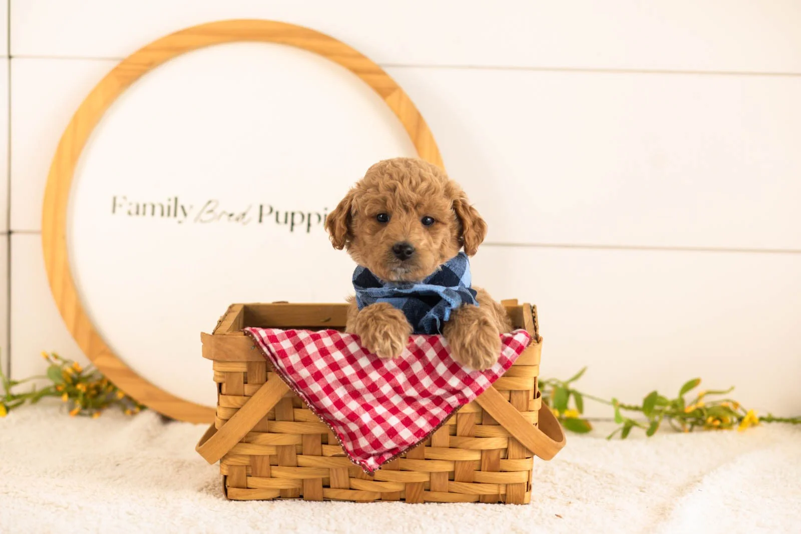 Fin goldendoodle for sale(4).jpg
