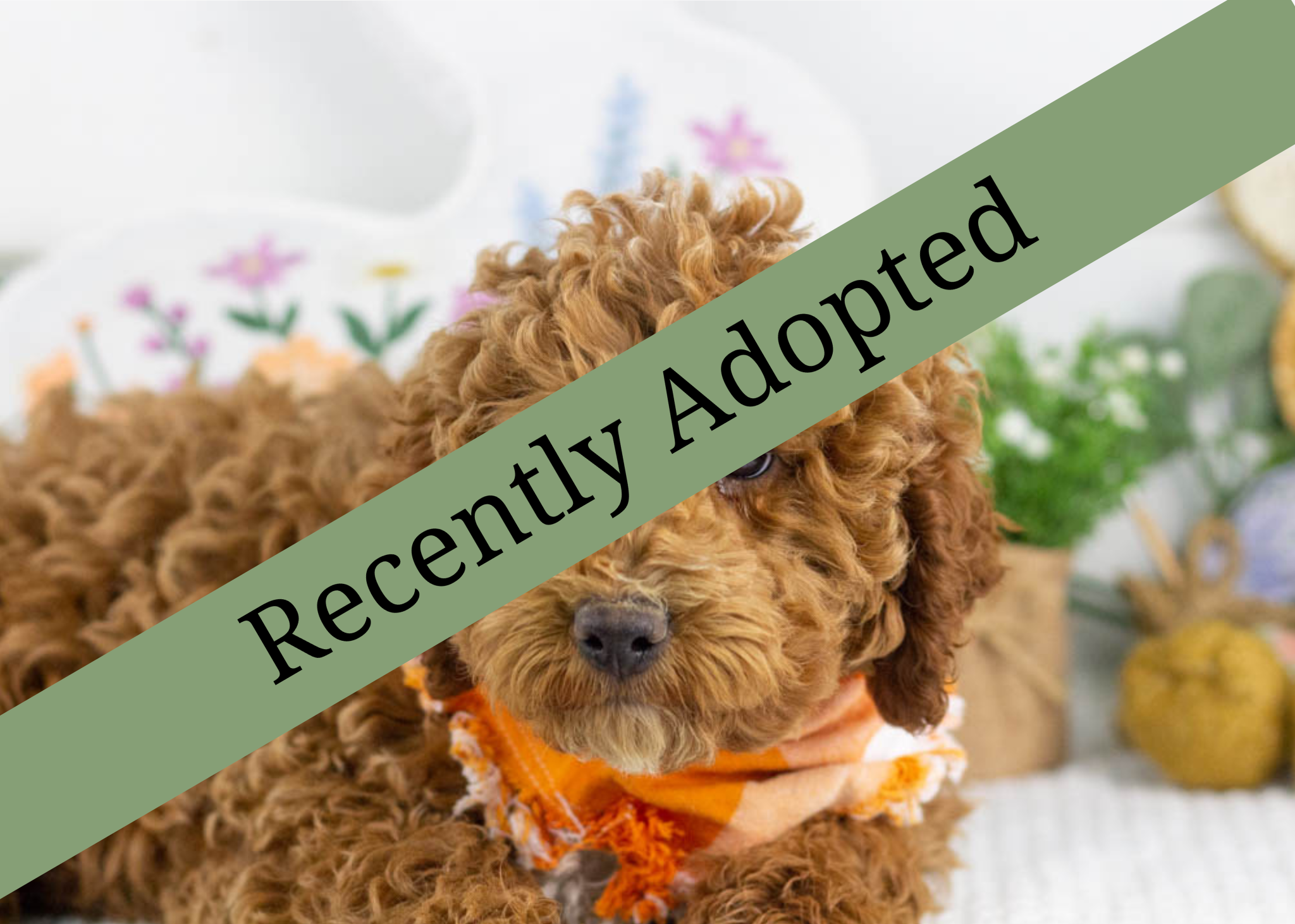 goldendoodle for sale