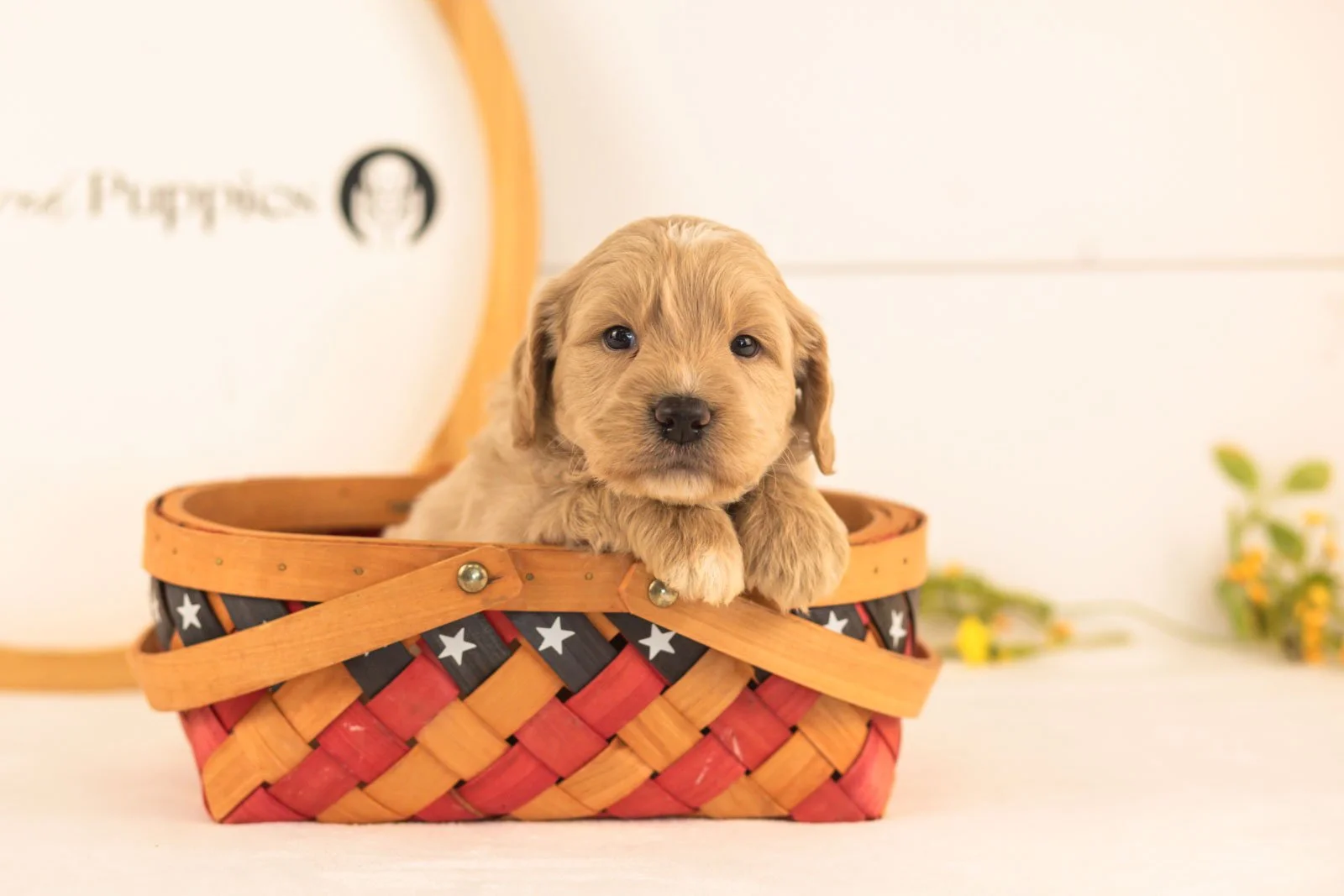 Bob goldendoodle for sale(4).jpg