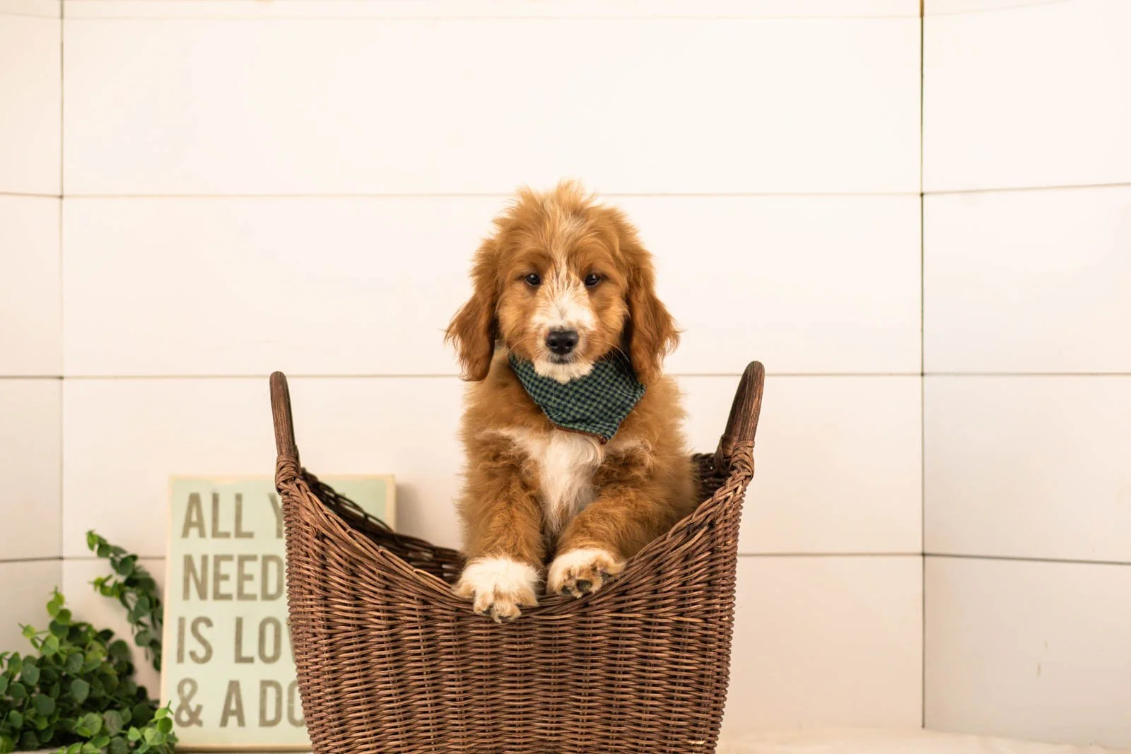 Gruyere goldendoodle for sale(1).jpg