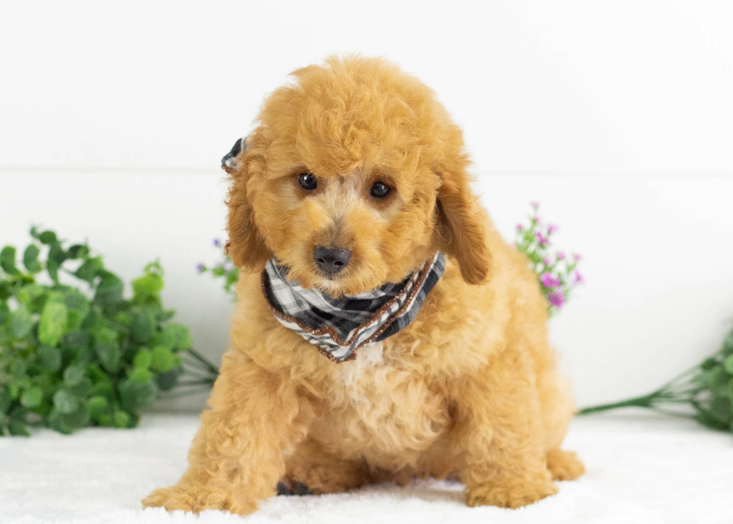 Frankie Goldendoodle For Sale(3).jpg