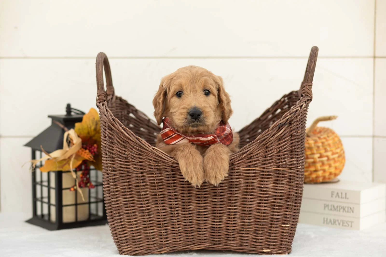 Cowardly Lion goldendoodle for sale 1.jpg
