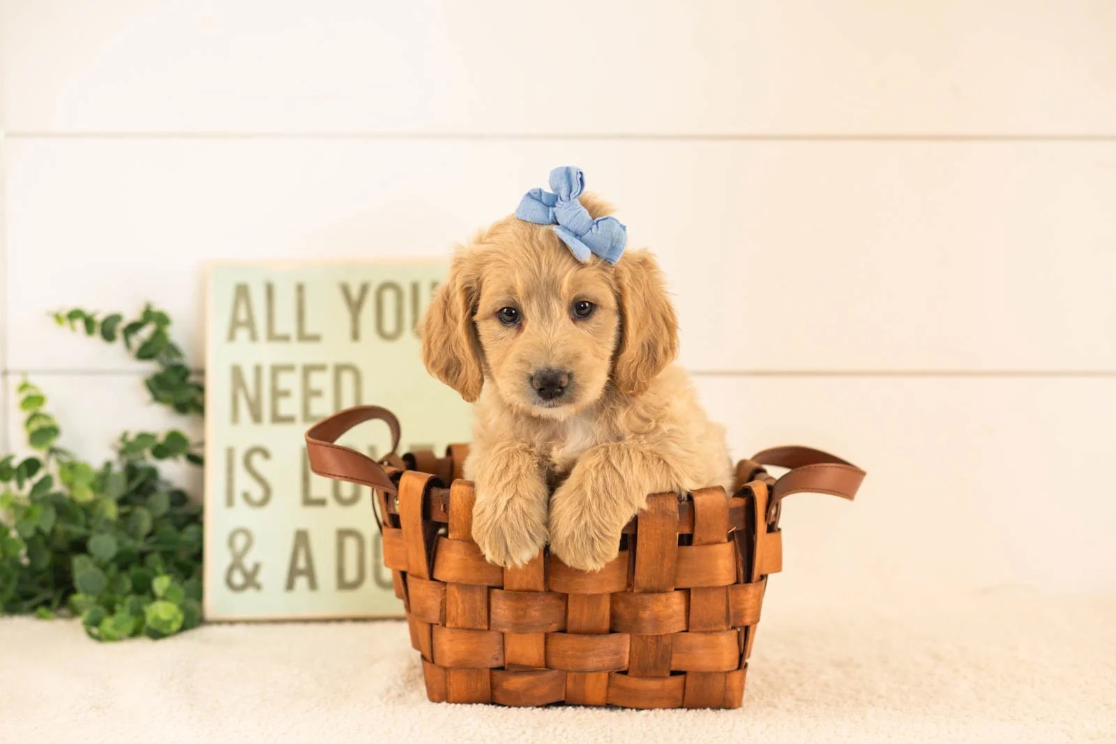 Donna goldendoodle for sale(3).jpg