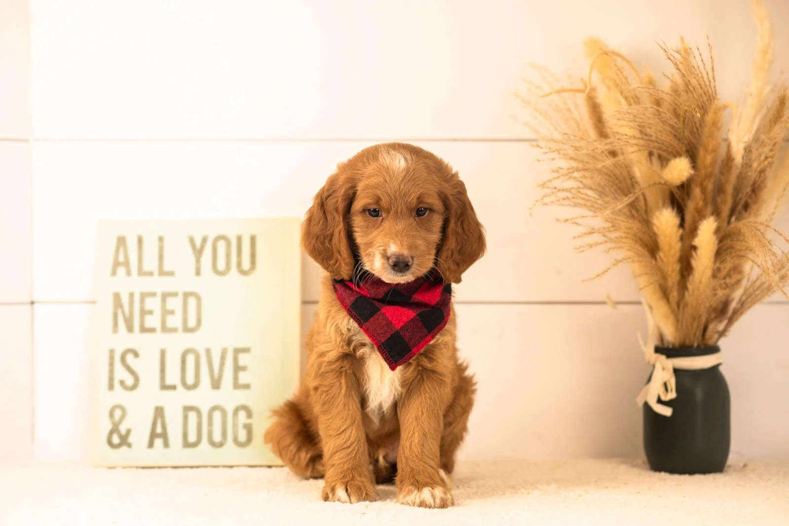 Marley goldendoodle for sale(2).jpg