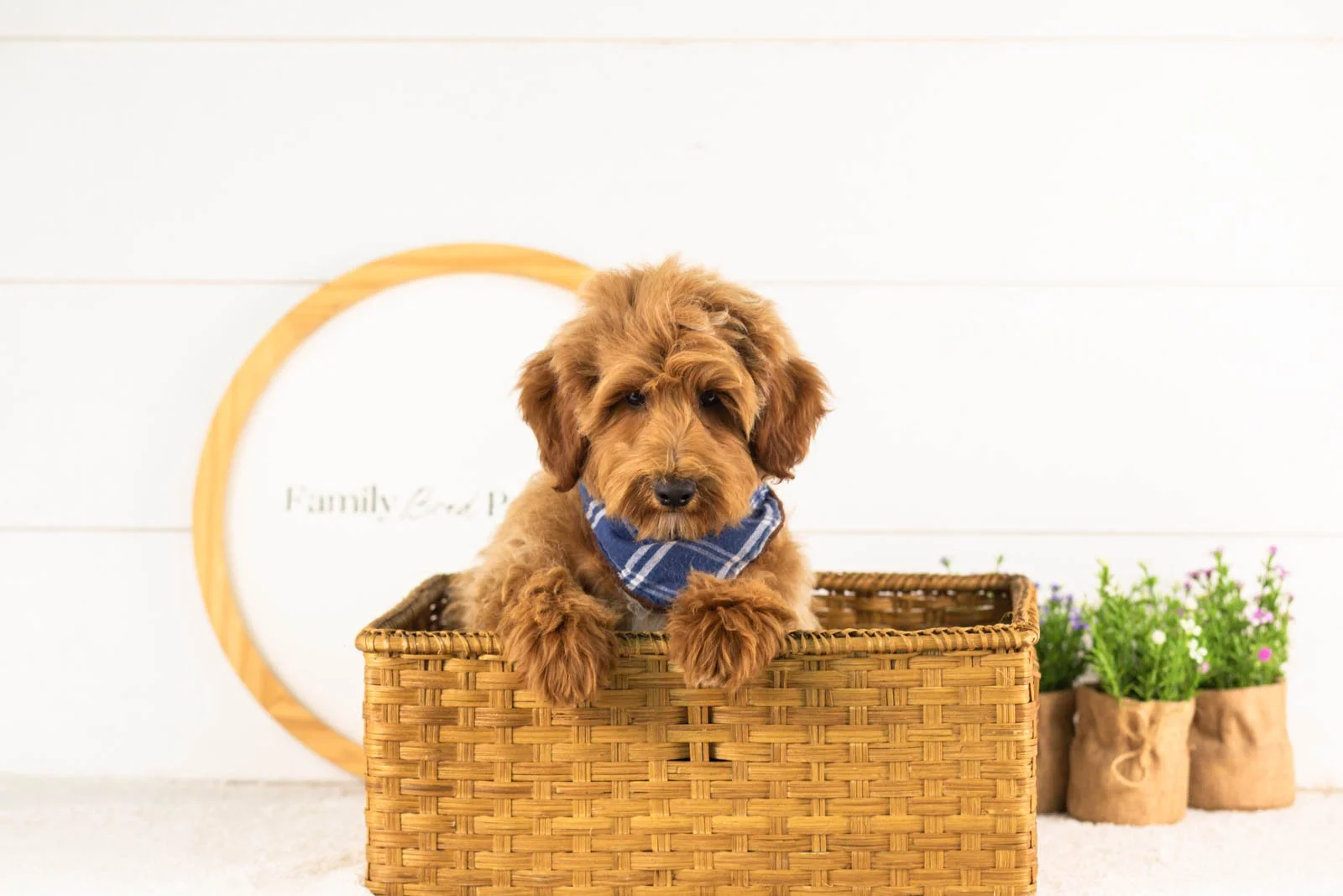 Roscoe goldendoodle for adoption(2).jpg