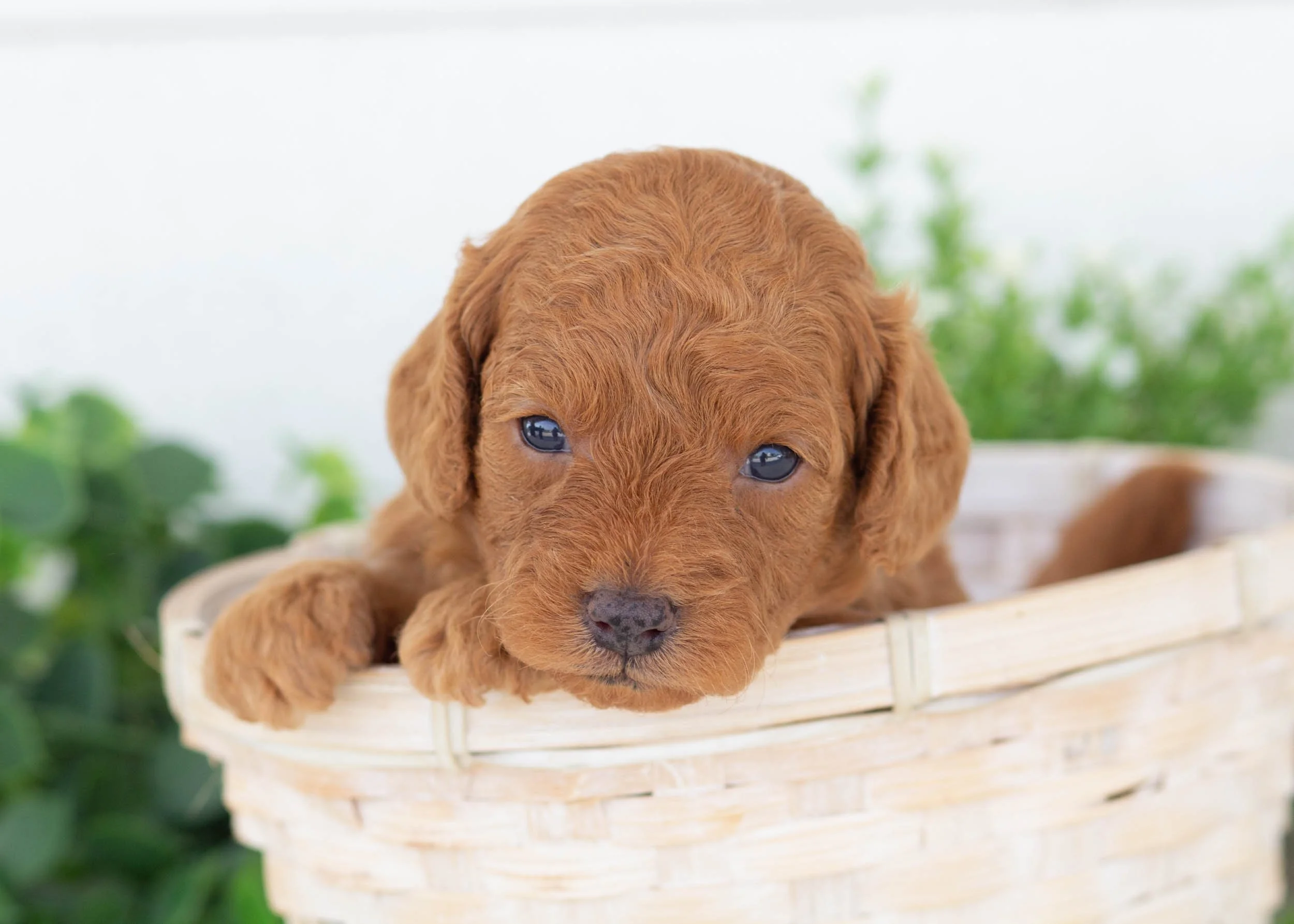 Olive Goldendoodle For Sale.jpg