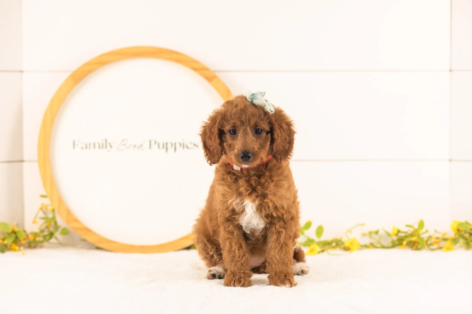 Lexy goldendoodle for sale.jpg