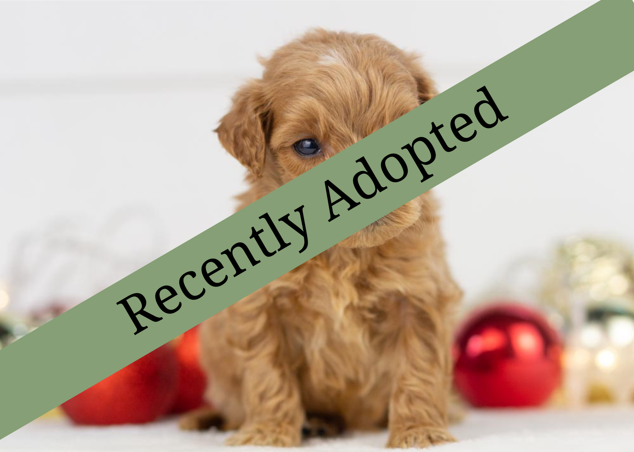 goldendoodle for sale