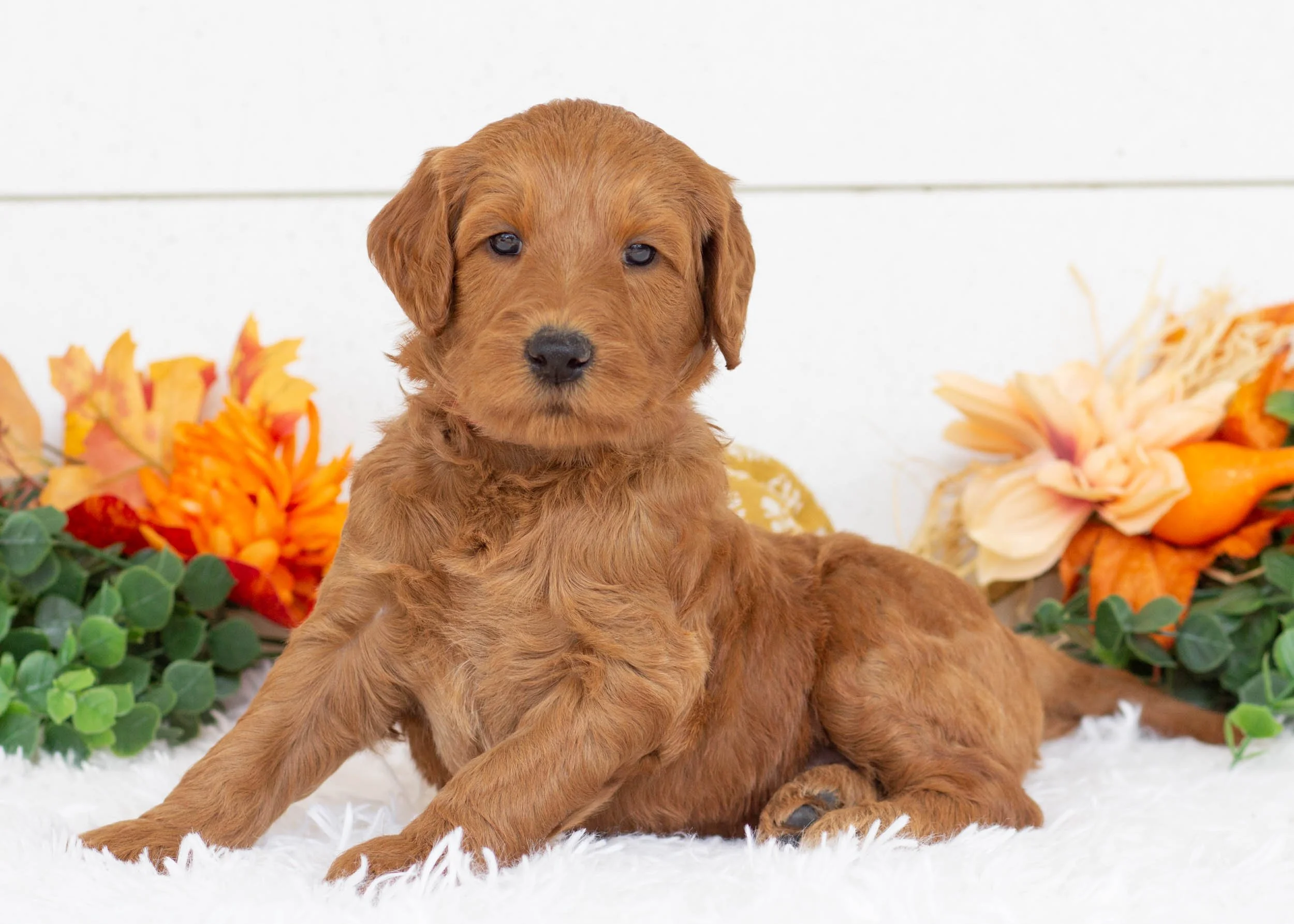 Dino goldendoodle for sale.(2).jpg