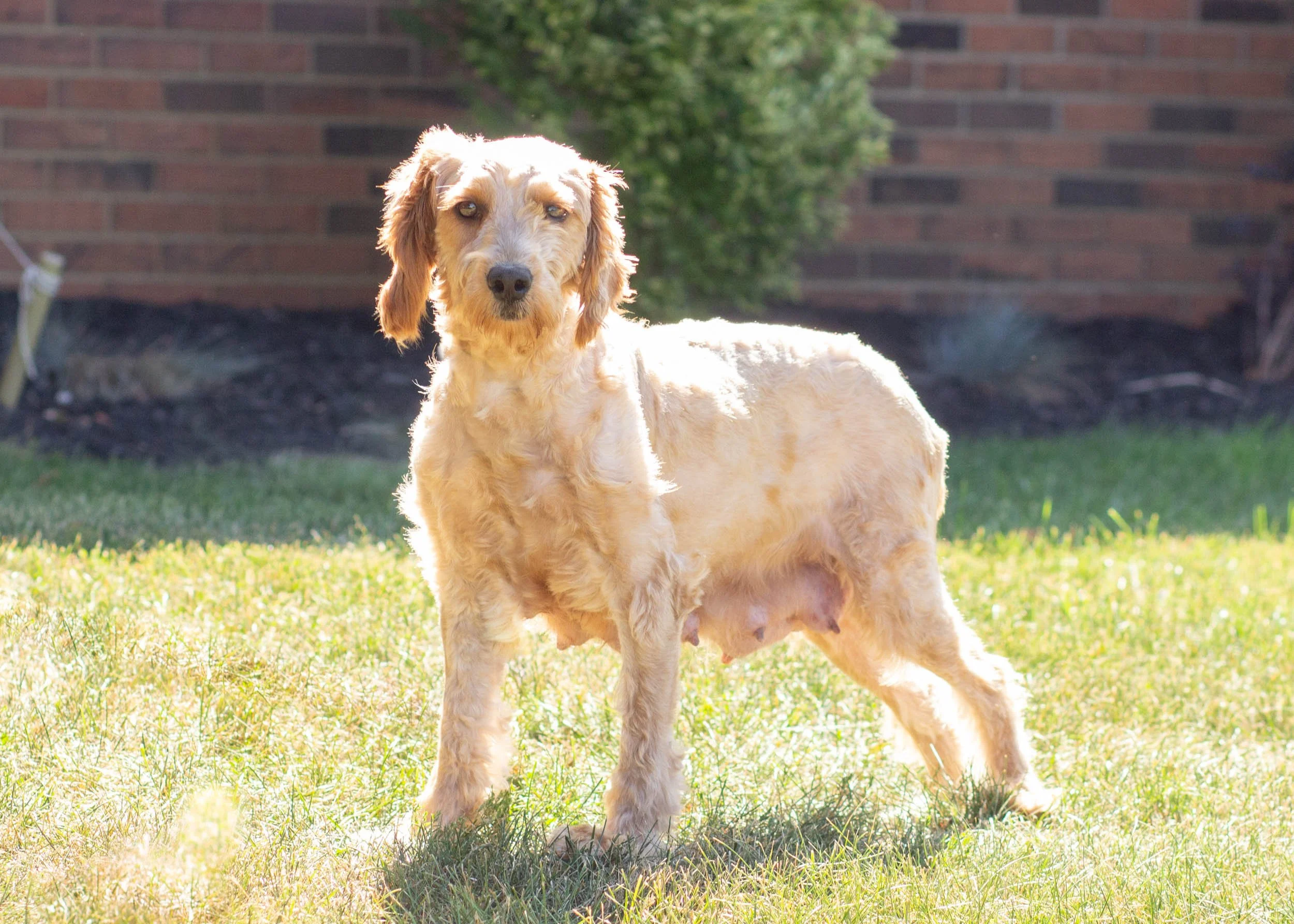 mom goldendoodle