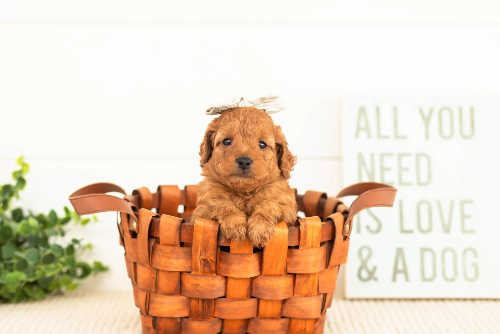 Tweed goldendoodle for sale(2).jpg